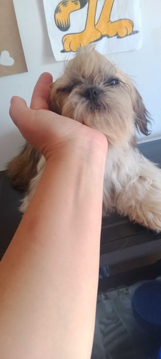 Shih-tzu macho porte mini,  com LOP