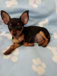 Pincher Macho Mini 2 meses