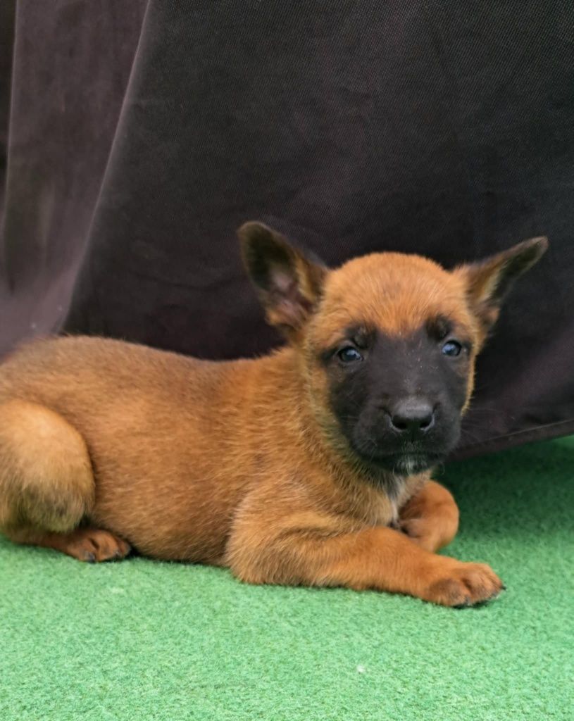 Owczarek belgijski Malinois suczka gotowa do odbioru
