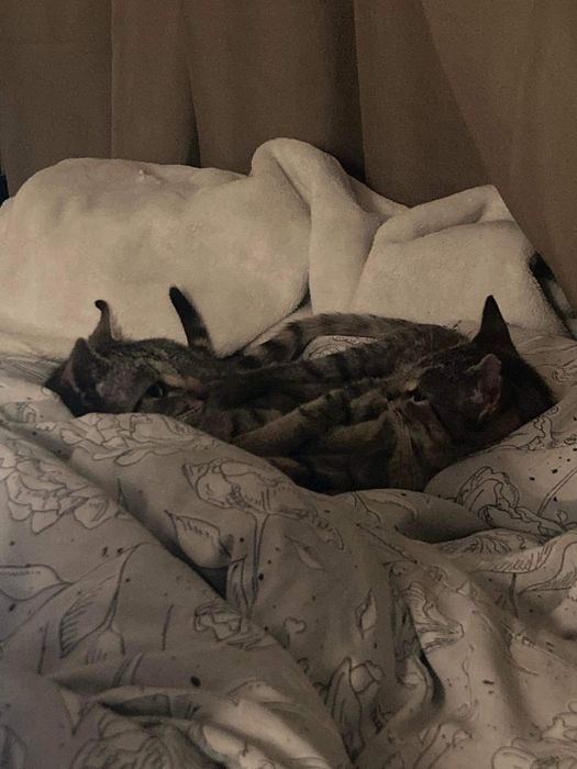 Przepiękne miłe młode kotki do adopcji przytulaste za darmo zdrowe