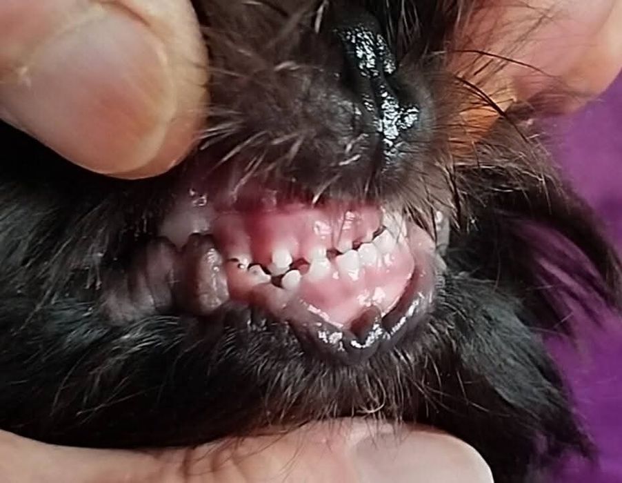 Девочка ши тцу FCI