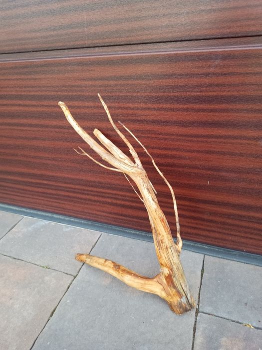 Ciekawy, średni naturalny korzeń do akwarium