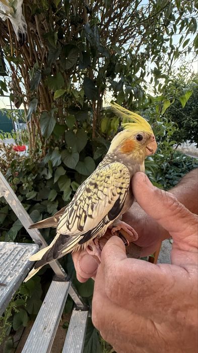 Caturra criada à mão