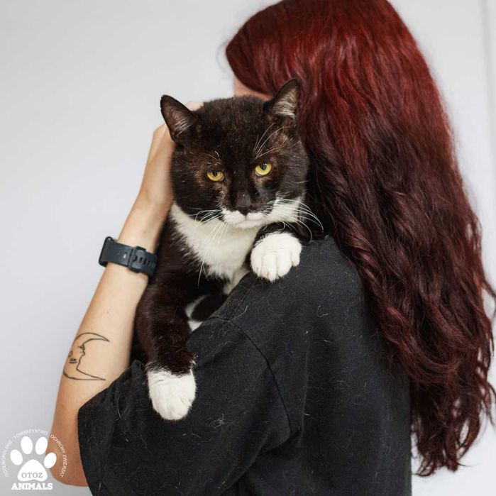 Arbuz szuka domu! Czarno biały duży kot do adopcji