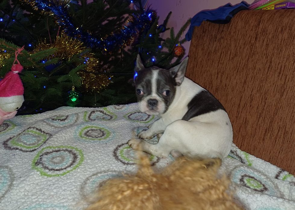 Девочка   булька.