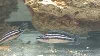 Продам Julidochromis ornatus
