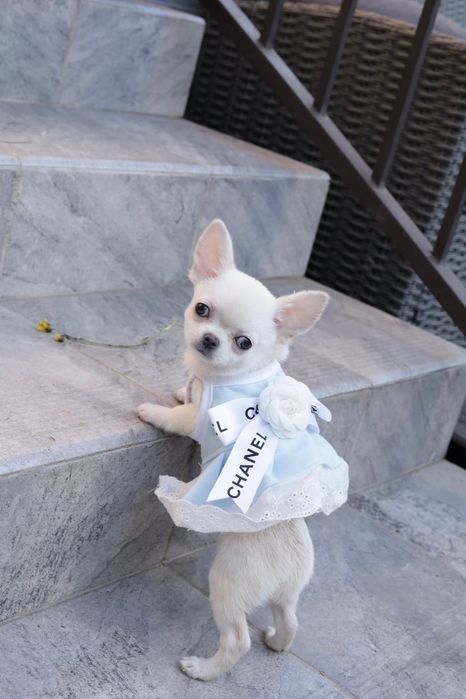 Chihuahua Mini dziewczynka  na kolanka