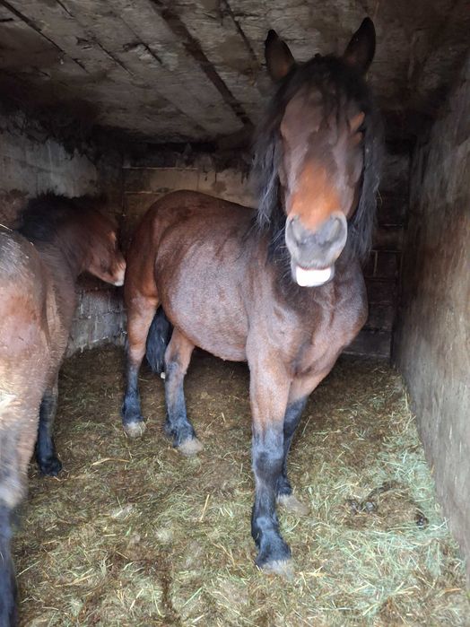 Do sprzedania klacz i źrebie