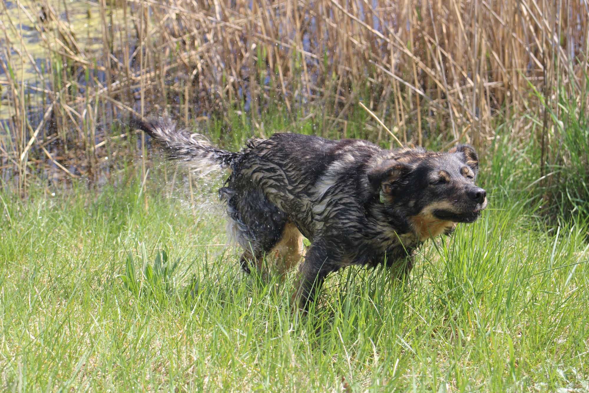 BUENO  mały dziki pies adopcja schronisko