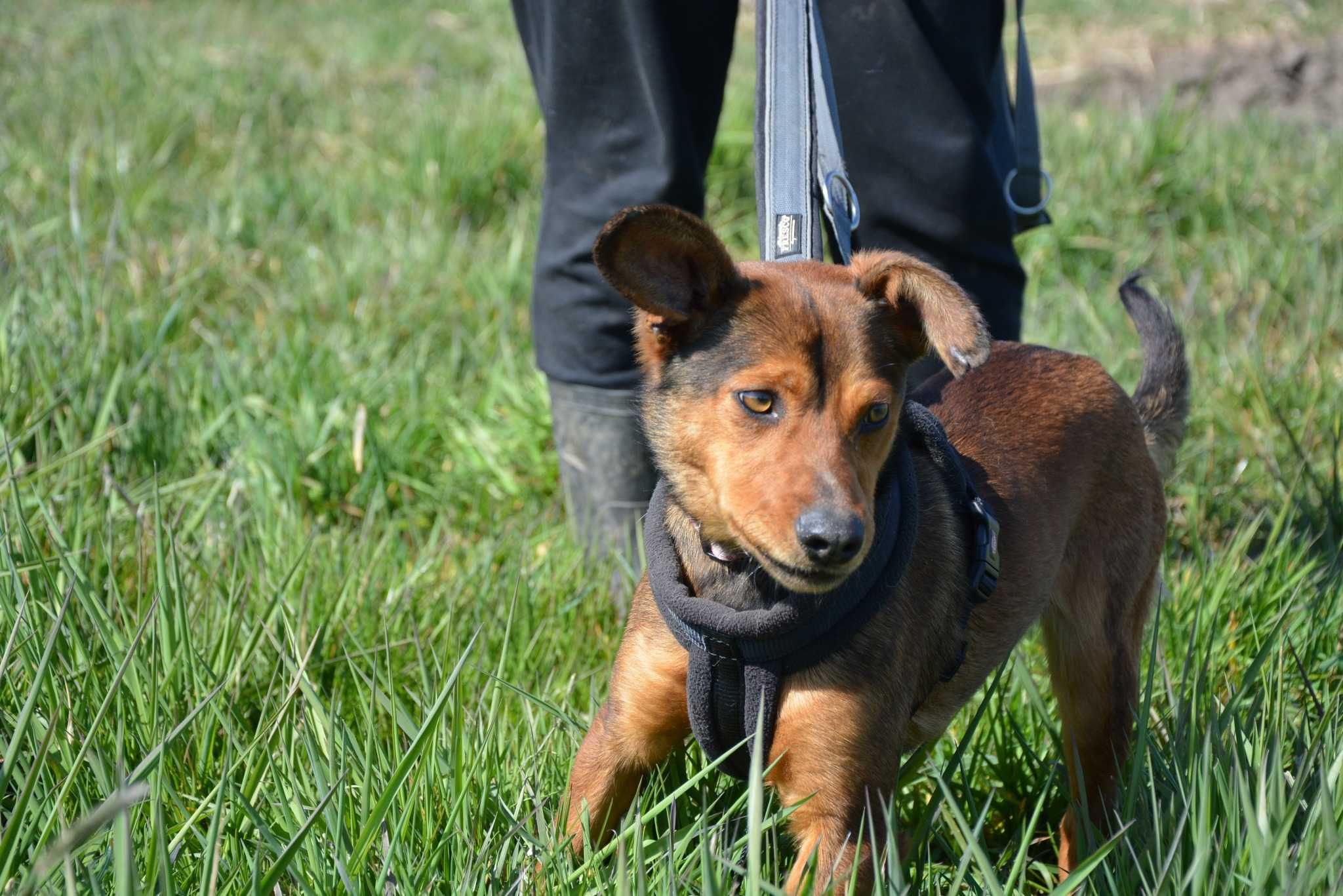 Mały Alvin - rudzielec do ADOPCJI kochana wiewiórka