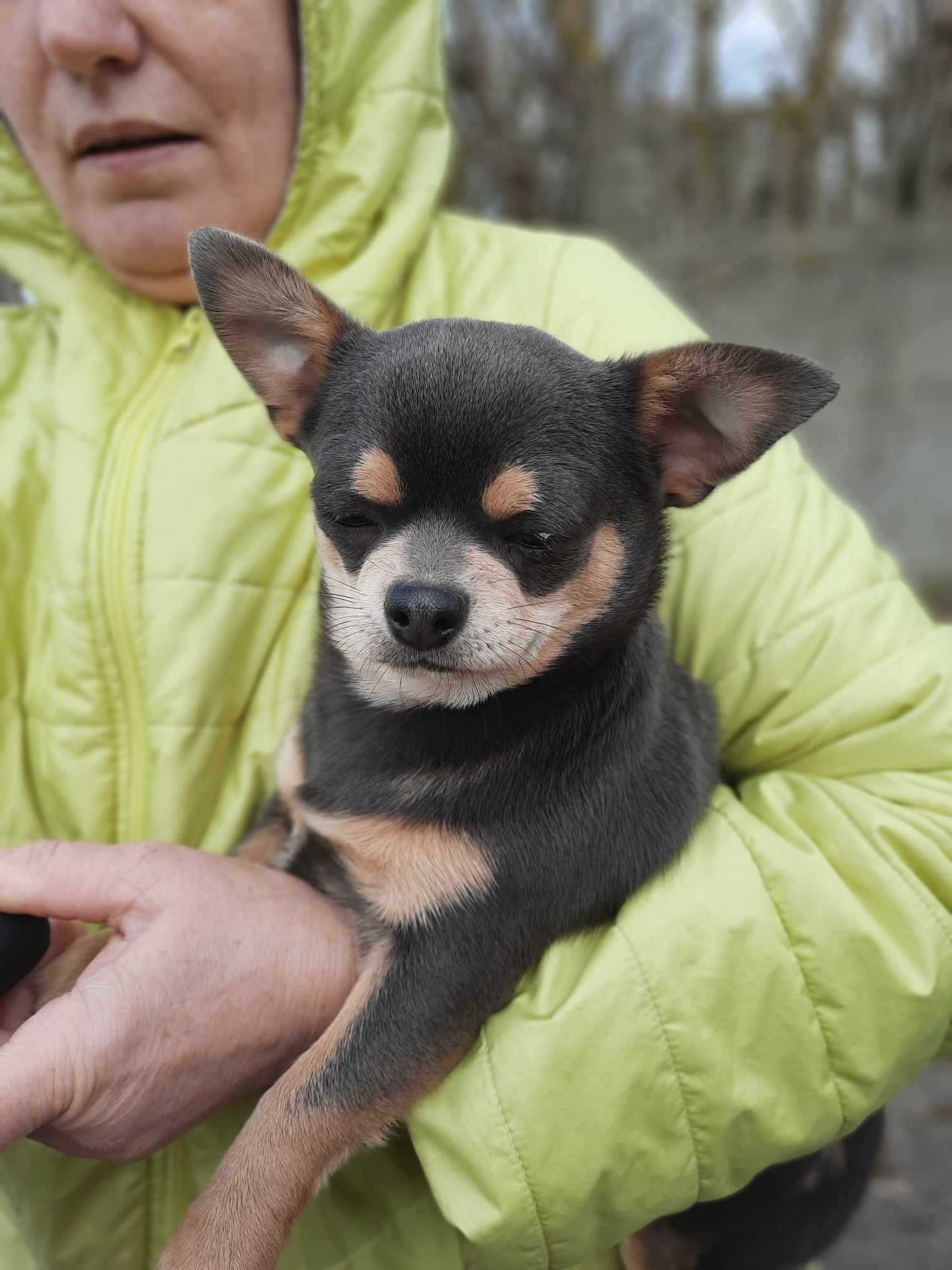 Chihuahua chłopiec niebieski krótkowłosy