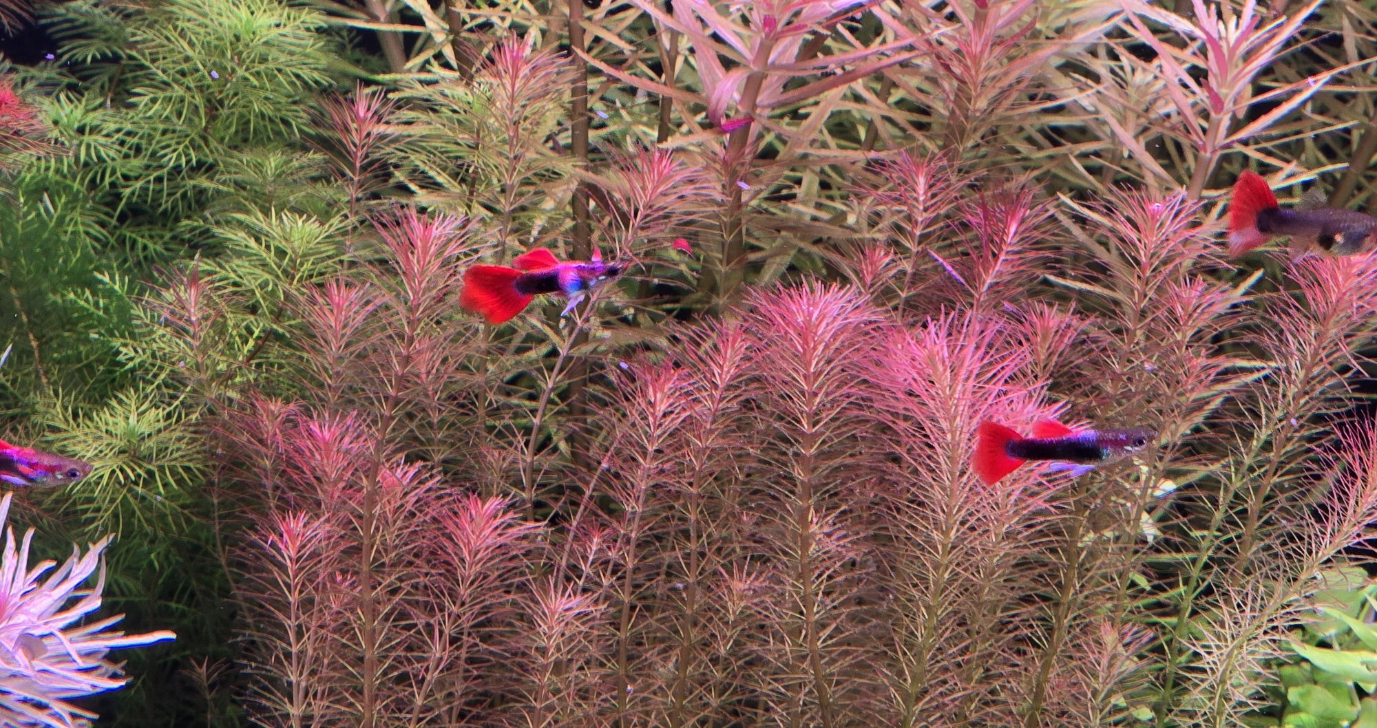 Gupiki platinum red tail