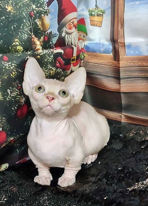 Коротколапий хлопчик Лео порода Бамбіно