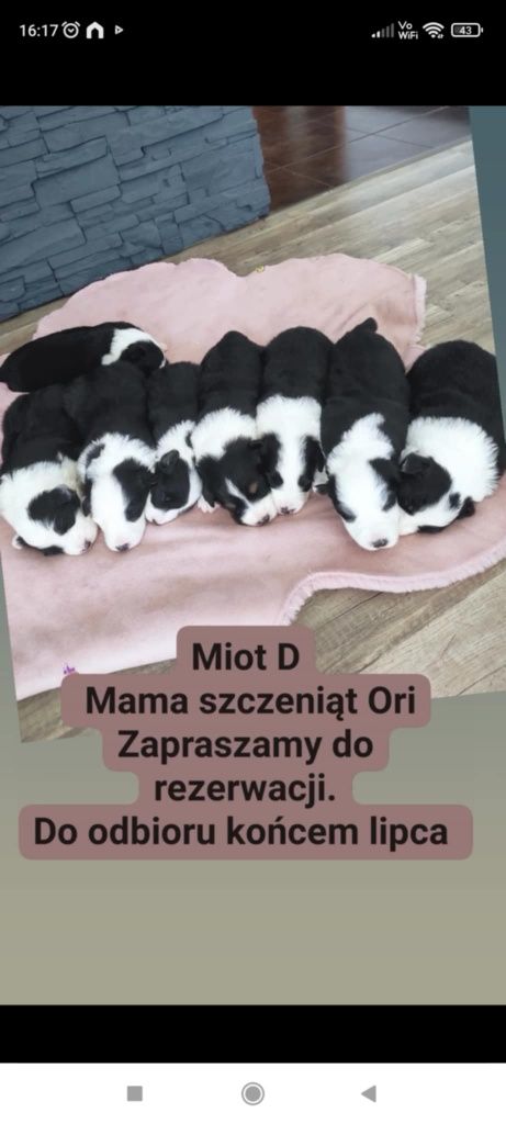 Rasowa suczka Border Collie