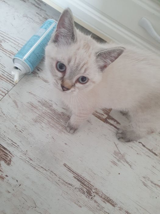 Kotek brytyjski  śliczny