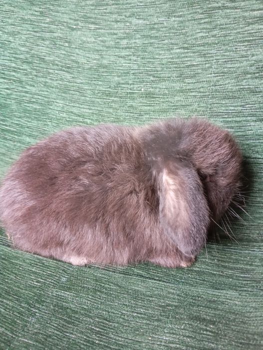 Króliczki mini lopy i karzełki Teddy