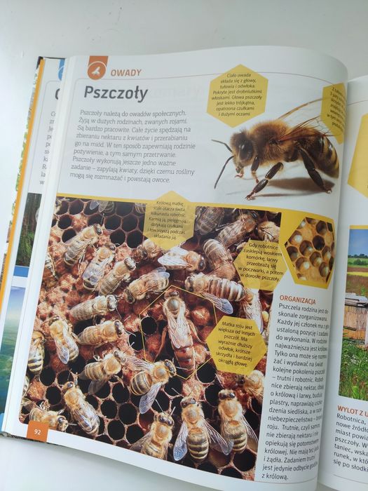 Młody Obserwator Przyrody Encyklopedia dla całej rodziny