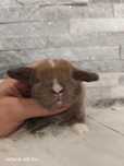 Mini lop, królik miniaturka, króliczek baranek, karzełek