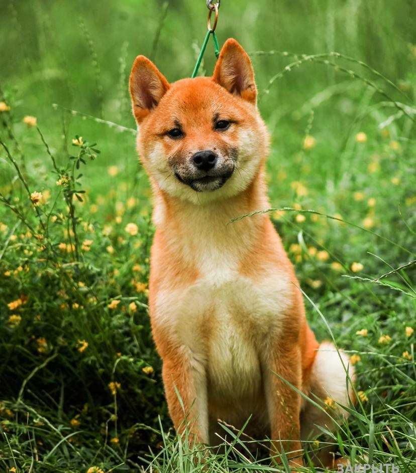 Цуценята shiba inu КСУ