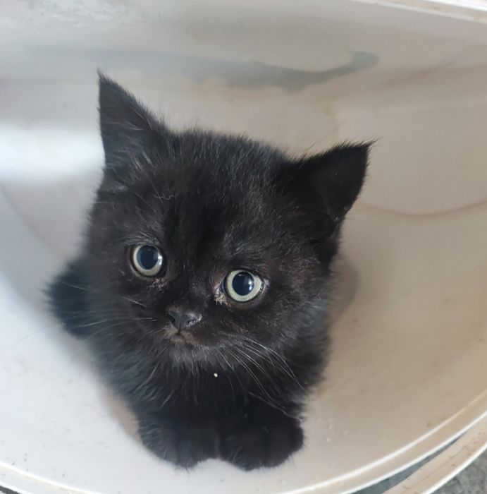 Piękny kotek Brytyjski