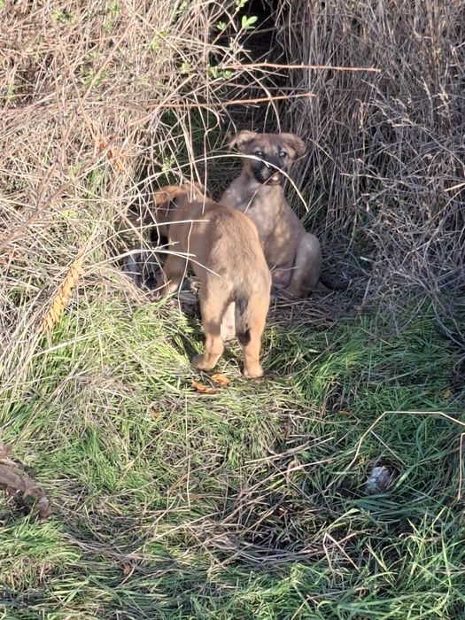Щенок.  цуцик, собаченя