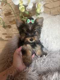 Yorkshire Terrier piesek możliwość paszportu