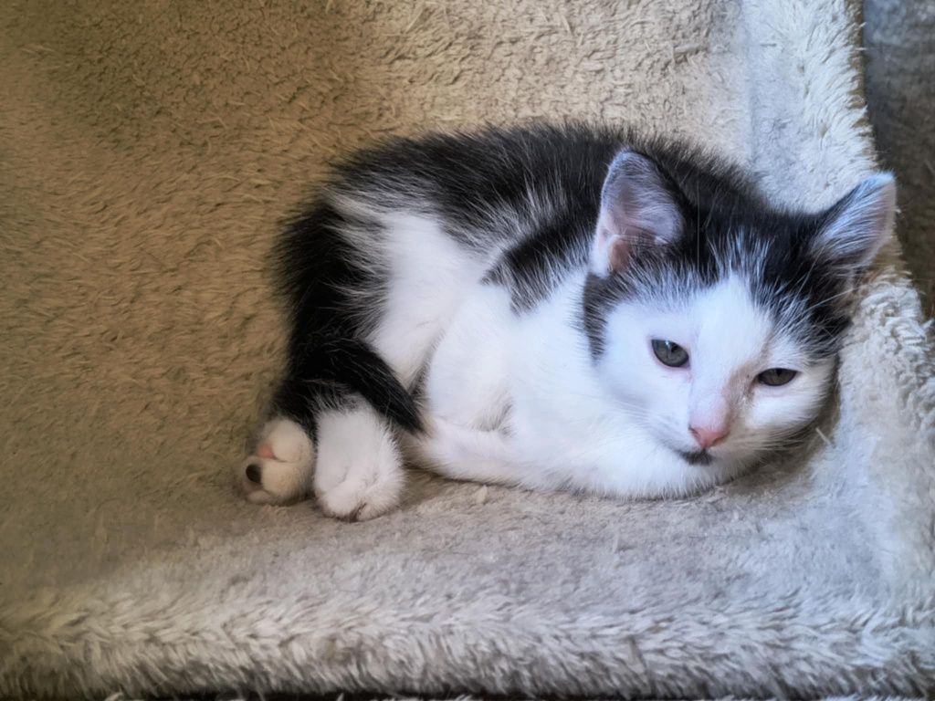 Małe kotki po długowłosej matce DO ADOPCJI