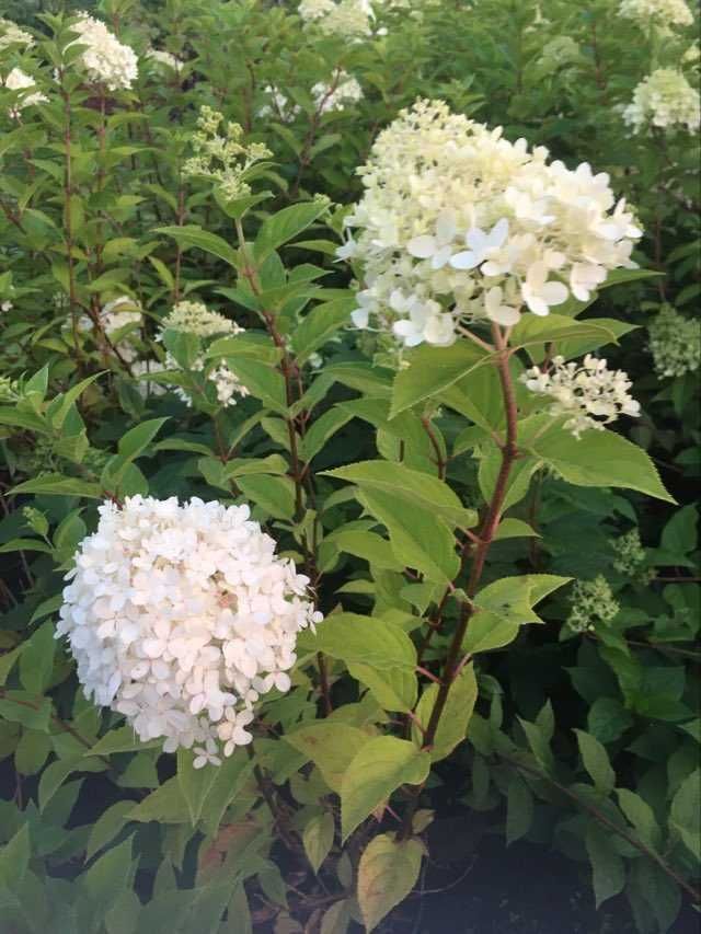 Hortensja Hydrangea pan. 'Candlelight' PBR