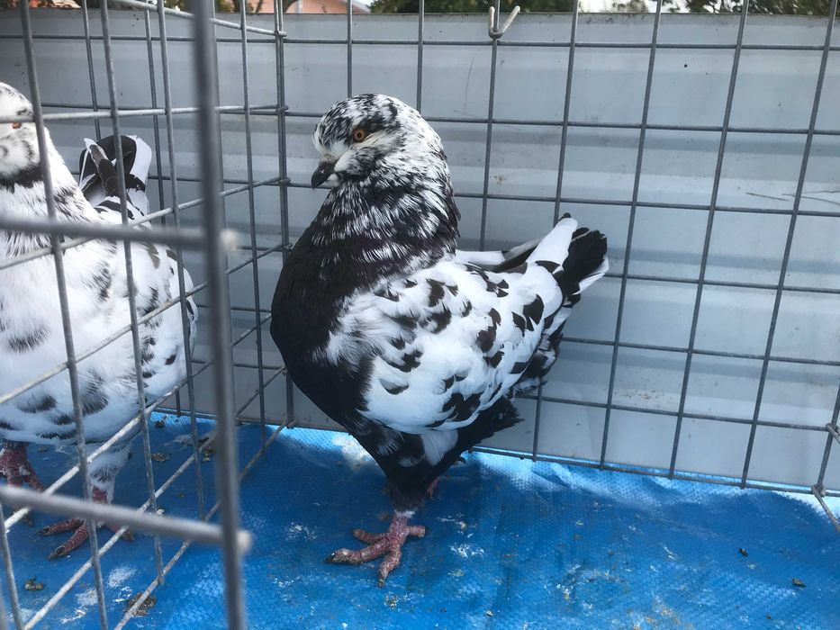 VENDO pombos de pura raça