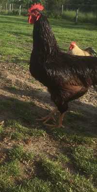 Koguty   Karmazyn  Rhode Island red