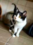 Piękna, jednooka kotka Kira szuka domu. Adopcja, schronisko