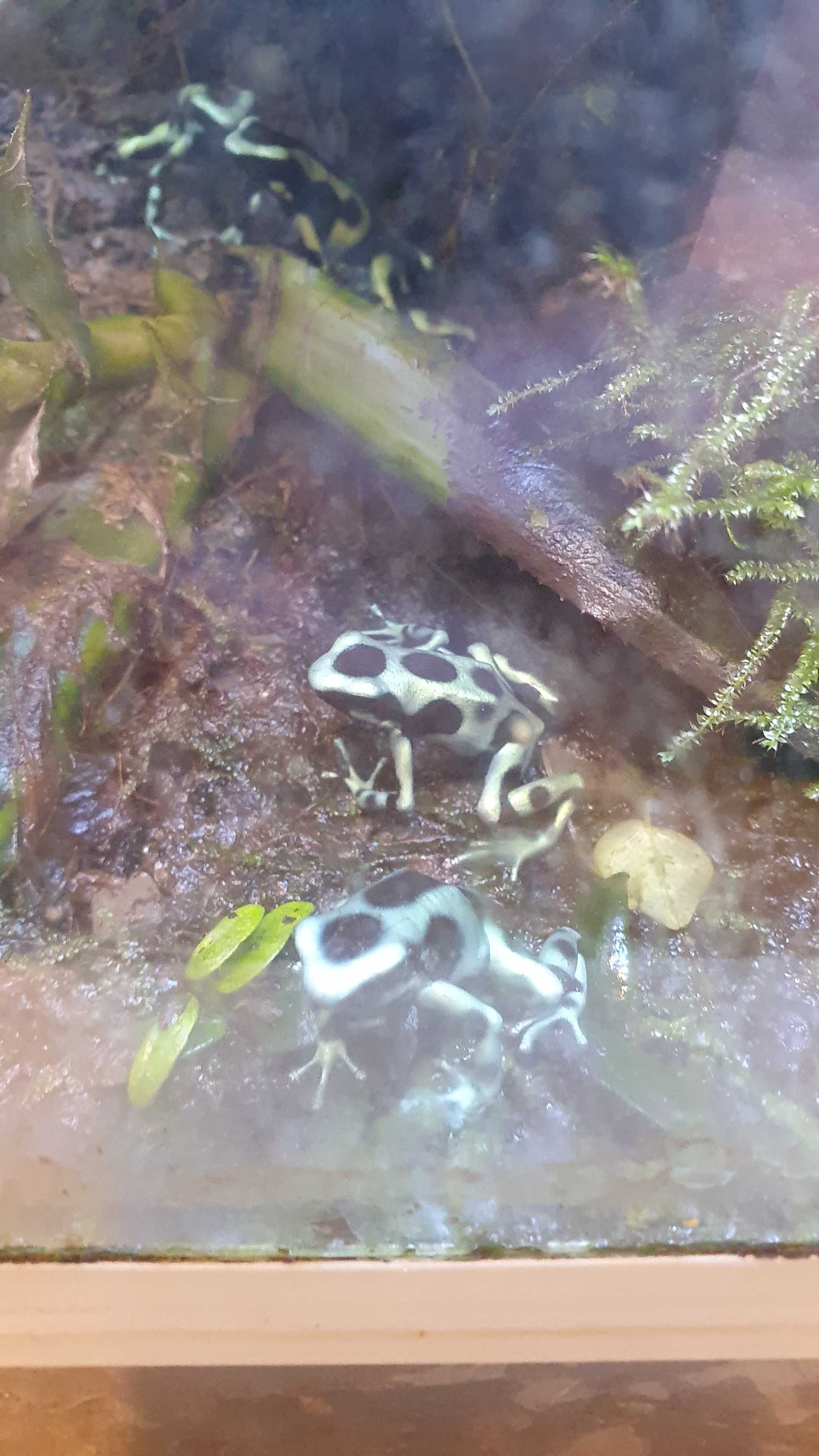 Drzewołaz Dendrobates Auratus ! OKAZJA !
