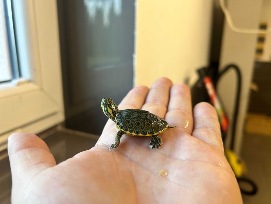 Żółw zolw hieroglifowy - cały zestaw - transport po całej polsce