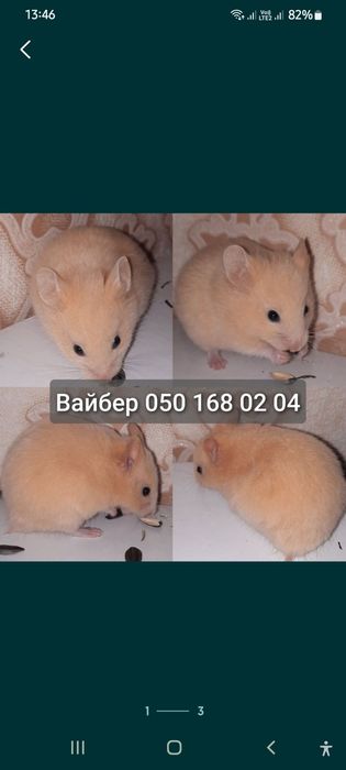 Хомяк персиковый очень красивый окрас серый белый хомячки джунгарик