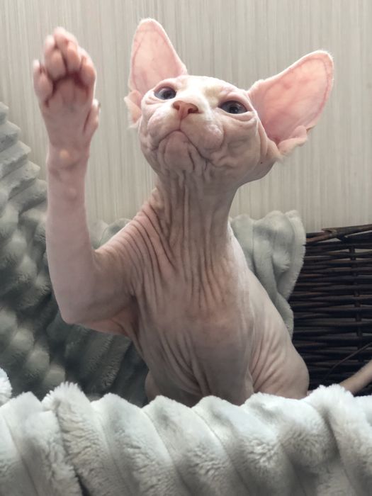 Сфинкс голубоглазая девочка