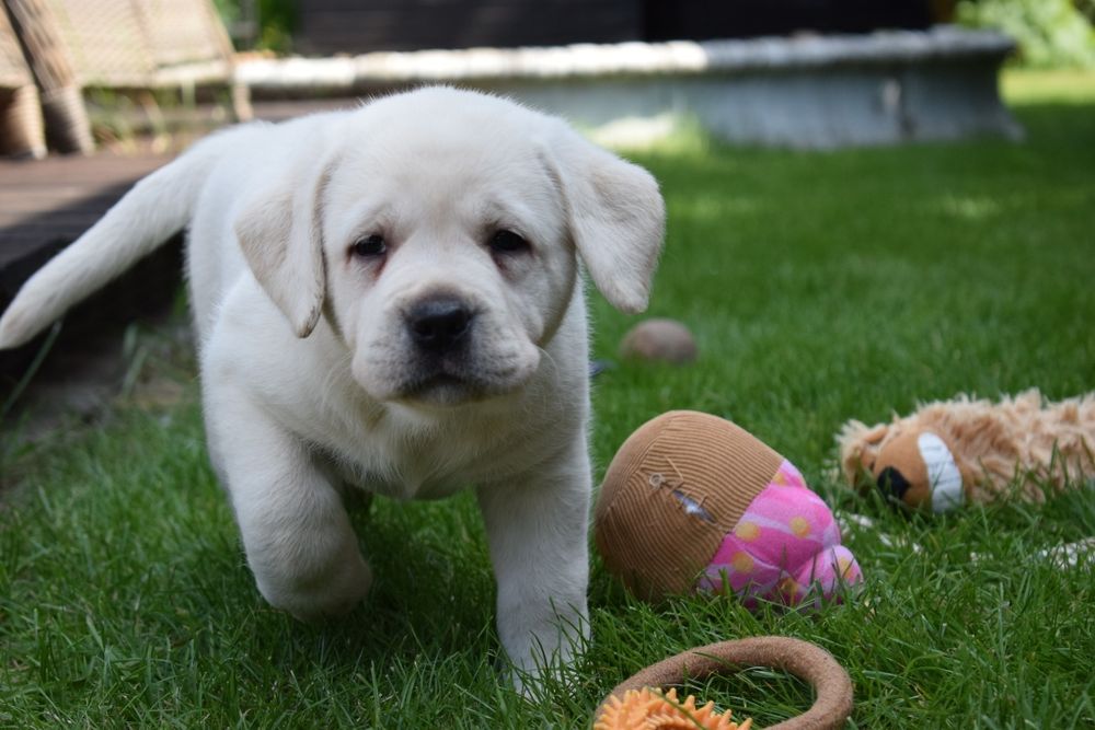 Labrador retriever biszkoptowa suczka szczeniak