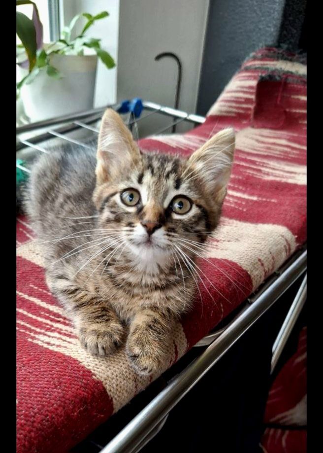 Полосатый котёнок мальчик ищет дом! Котята! Отдам в хорошие руки!