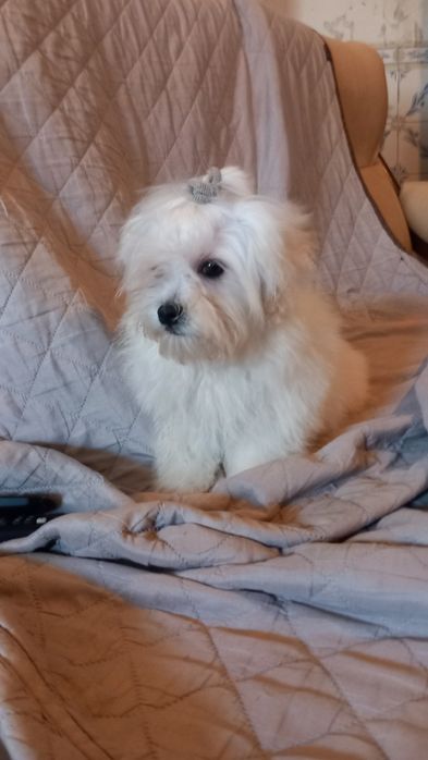 Bichon maltes pequenino macho