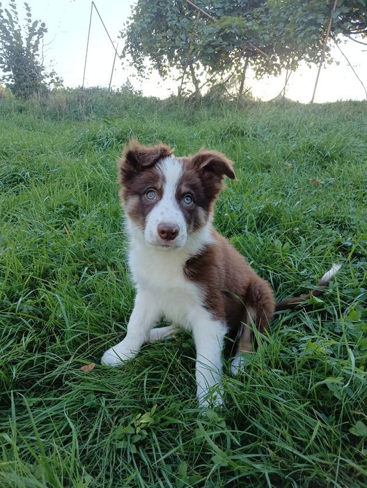 Szczeniak Border Collie –chocolate tricolor