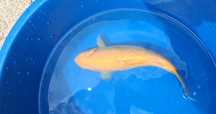 Carpa Ginrin Karashigoi