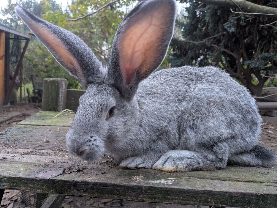 Królik mieszaniec po belgu
