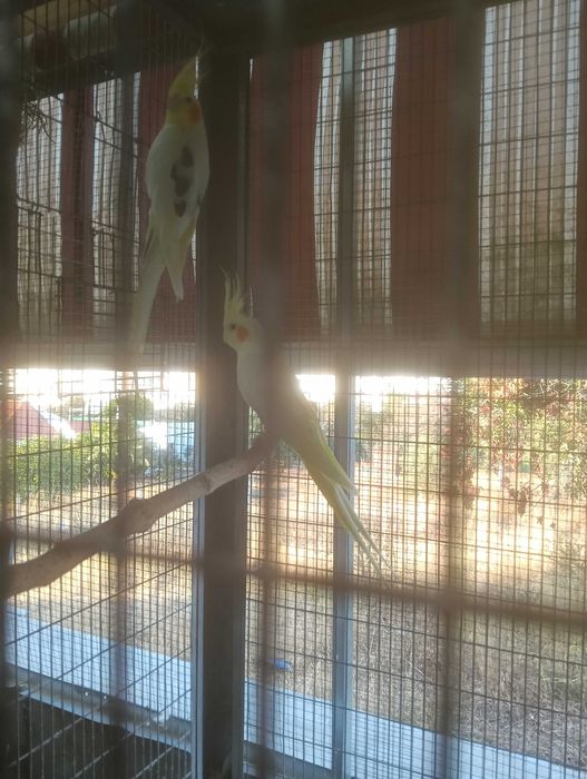 2 casais de caturras para ceder