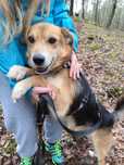 Cudny Wiper do adopcji!