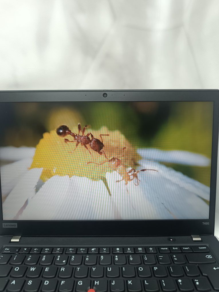 Ноутбук Lenovo ThinkPad T495/Ryzen 5 Pro 3500U/8/256M2/14"/HD/Гарантія