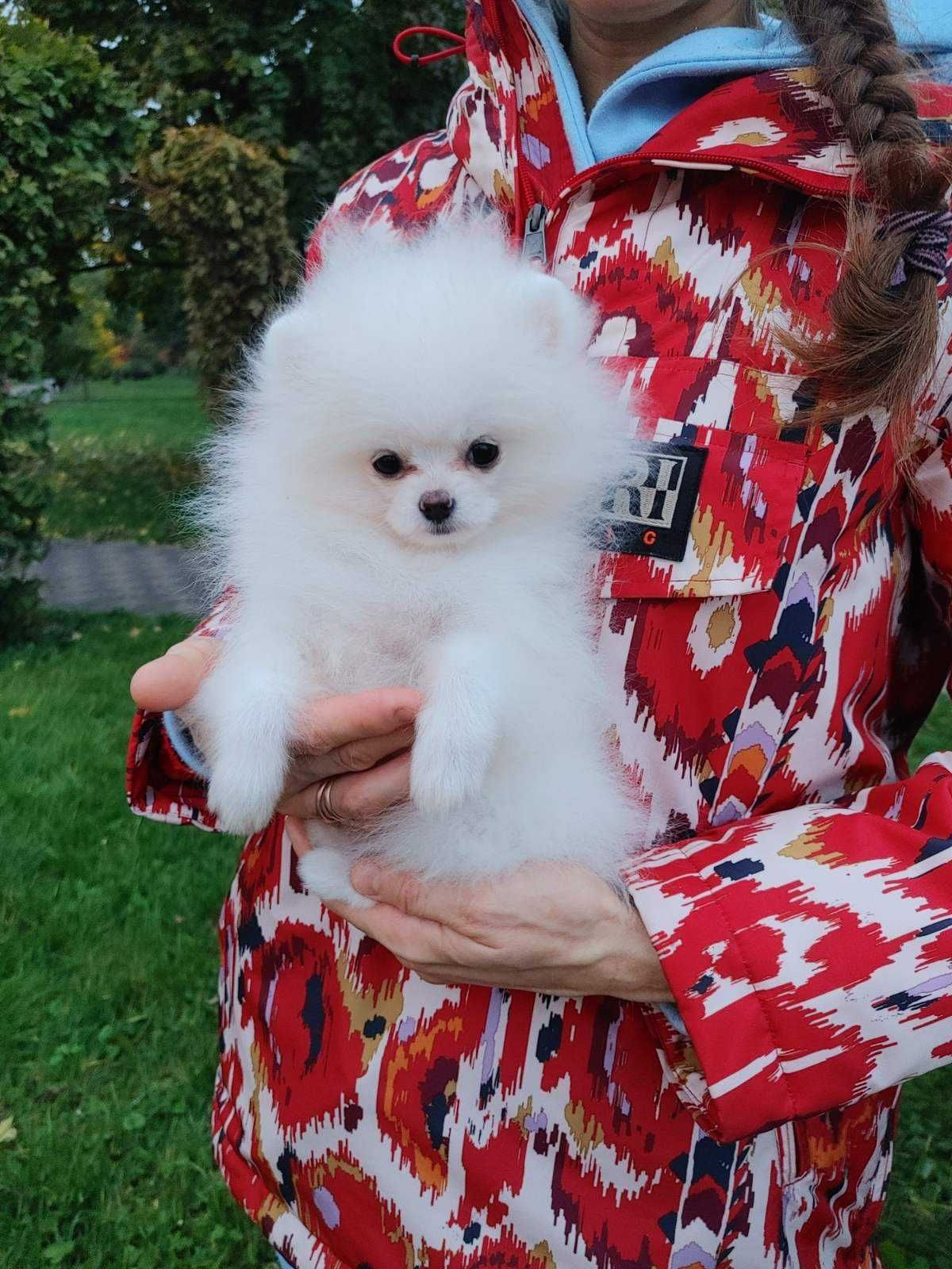 Тримісячна Mini Pomeranian дівчинка в білому хутрі 800 грамів+. Київ