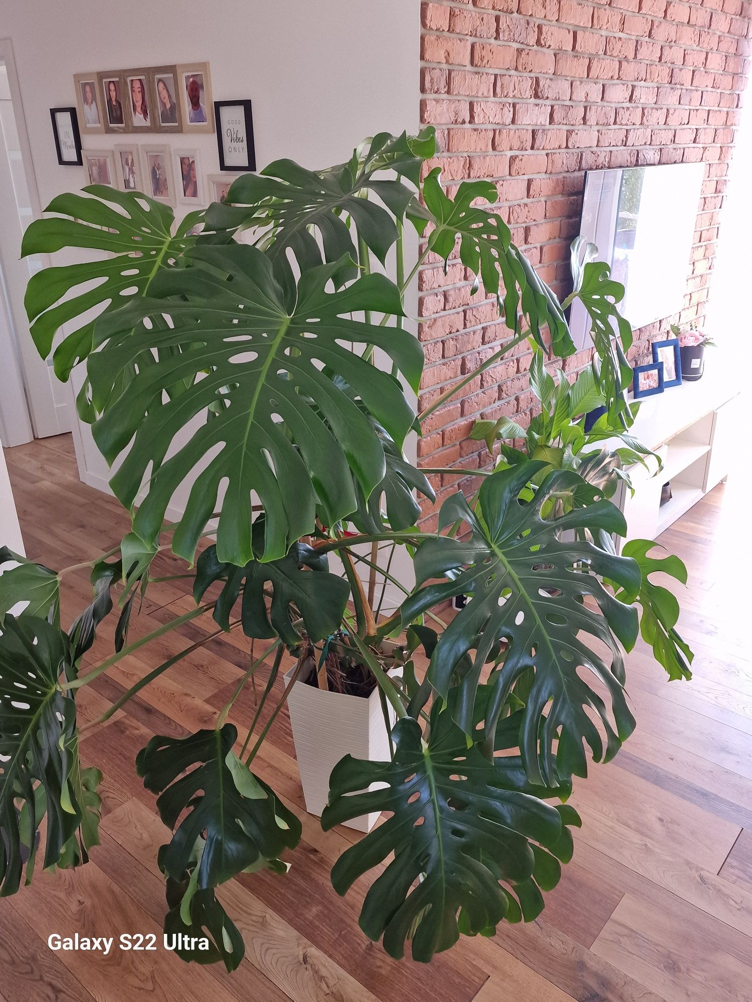 Monstera kwiat duży