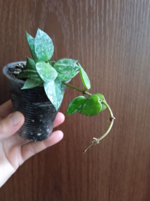 Хойя лакуноза ескімо сплеш