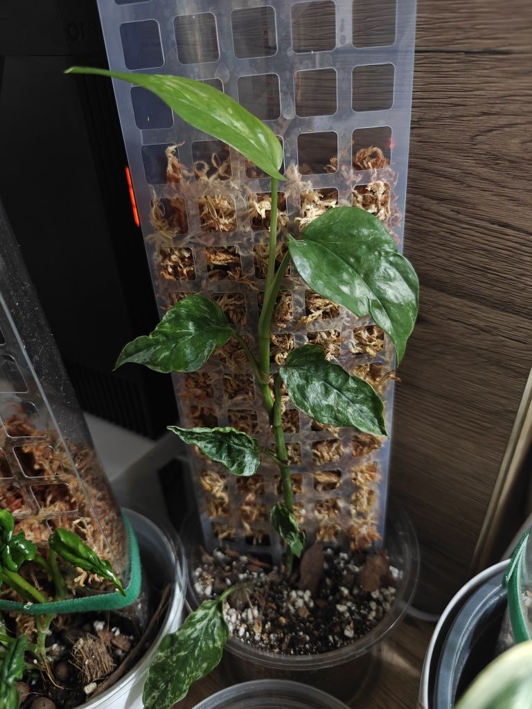 Epipremnum Pinnatum sp Merapi