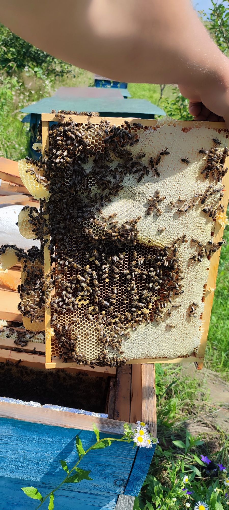 Бджолопакети та бждоломатки 2024