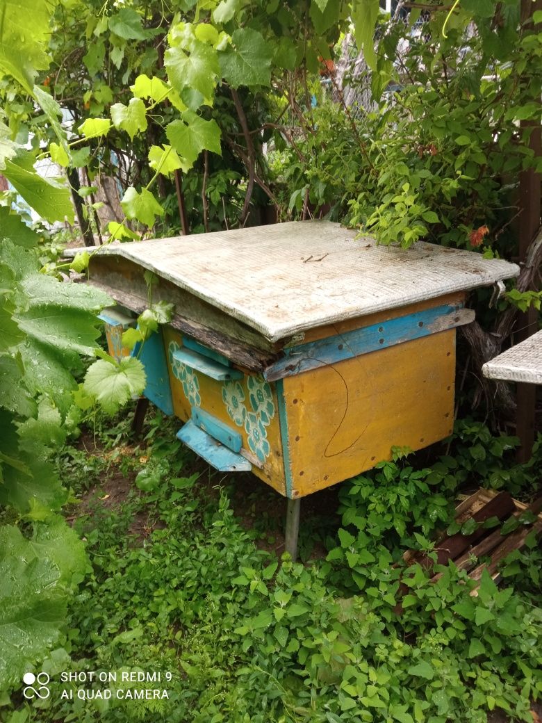 Продам вулики з бджолами